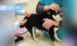 二狗爆料视频大全最新,揭秘娱乐圈幕后真相